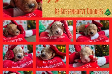 Update: Alle pups zijn inmiddels voorzien van een baasje